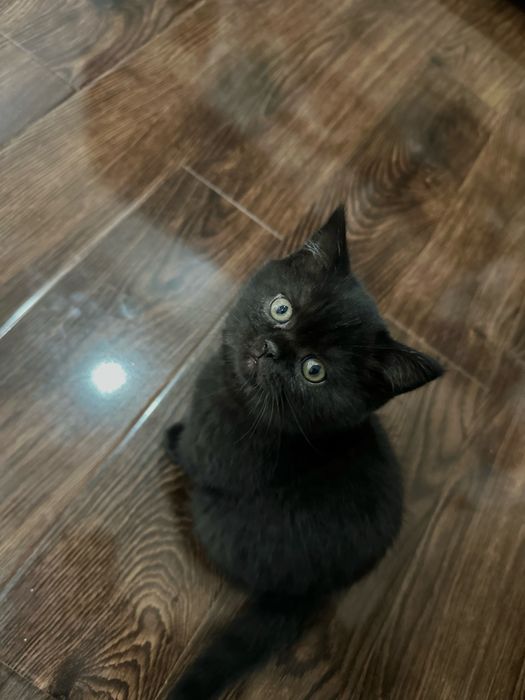 Шикарные котята