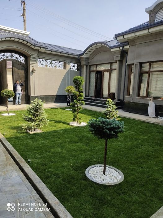 Газон: рулонный и посевной, ландшафтный дизайн, деревья и растения