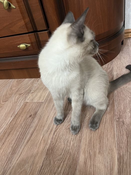Котик сиамская актобе