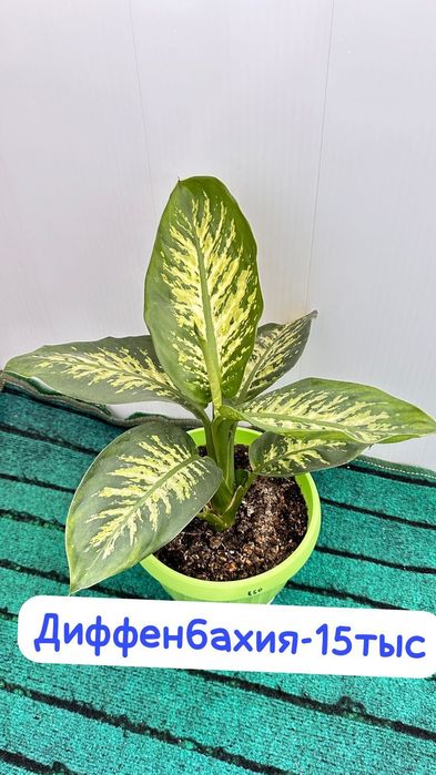 Молочай,Женское счастье, Диффенбахия, Пелея,Аглаонема