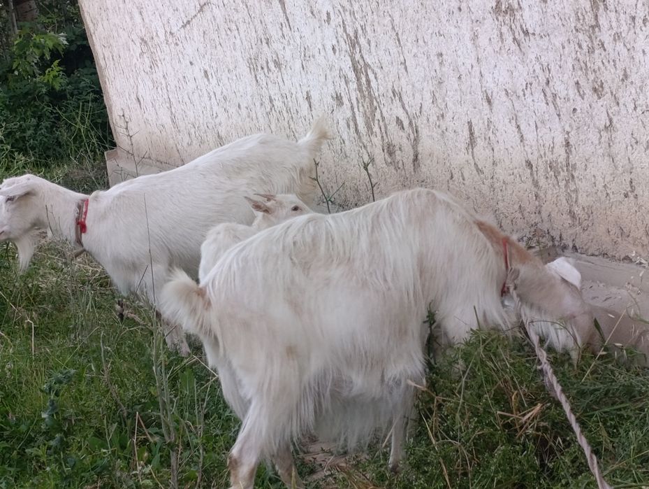 Ona bola echki lar sotiladi soni 3- ta . 2- litr suti bor.