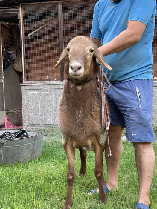 Qoy Arashan Sotiladi  Арашан парода прадается