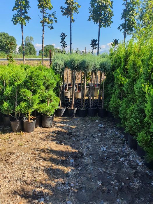 Plante ornamentame