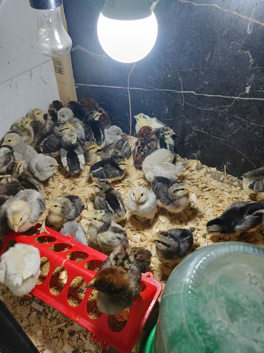 Цыплята недельные