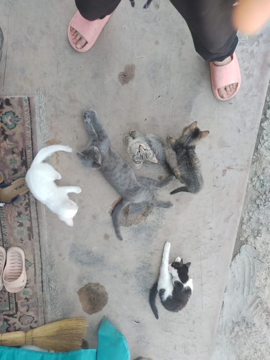 Отдам в хорошие руки