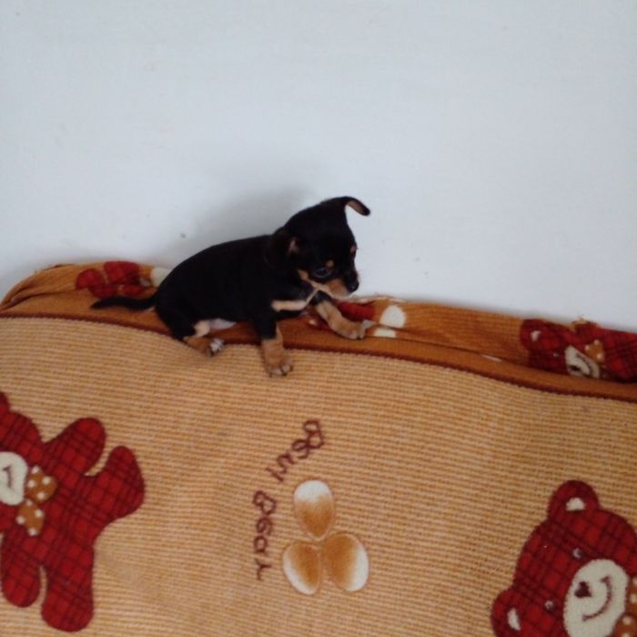 Продам миленьких тойтерьеров