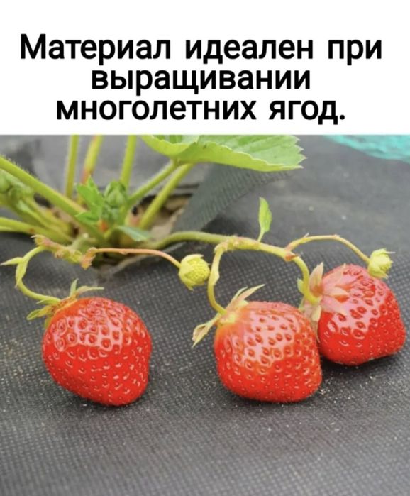 Укрывной материал Спанбонд.