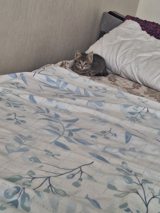 Котенок  короткощерстая