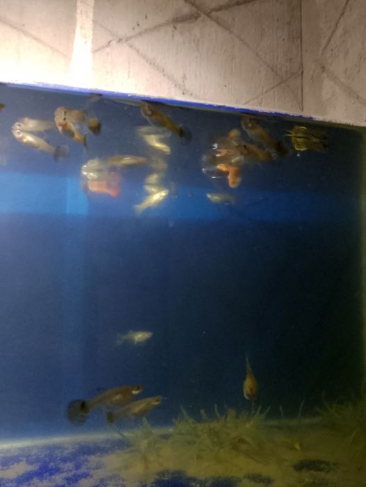 Akvarium baliqlar
