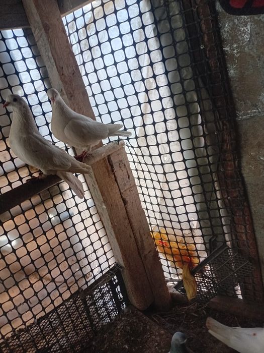 Продаются  голуби