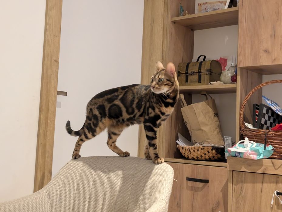 Бенгалска женска котка