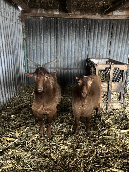 Țapi de vanzare sau schimb.
