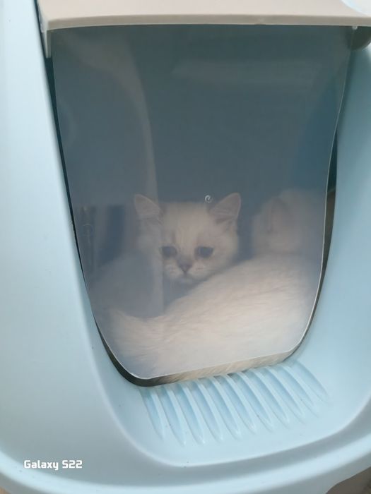 Stefan туалет-домик голубой