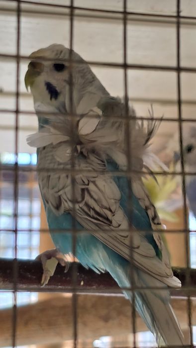 Попугай волнистые бабочка