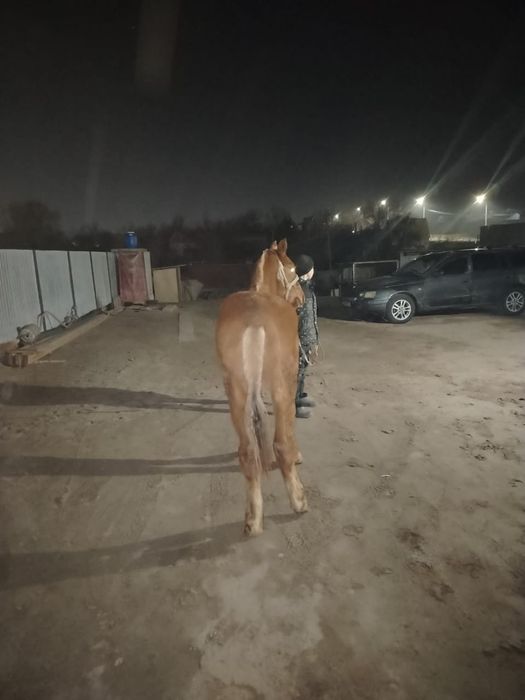 Полукров еркек тай сатылады