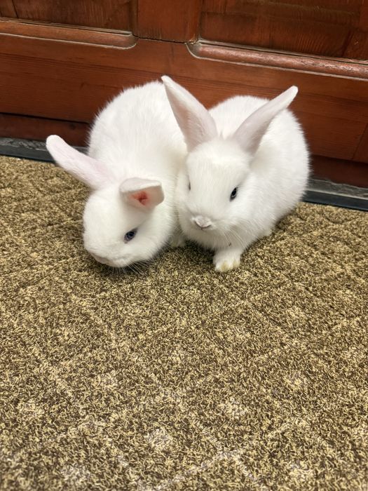 Quyon karlik, қуён карлик, кролик карлик