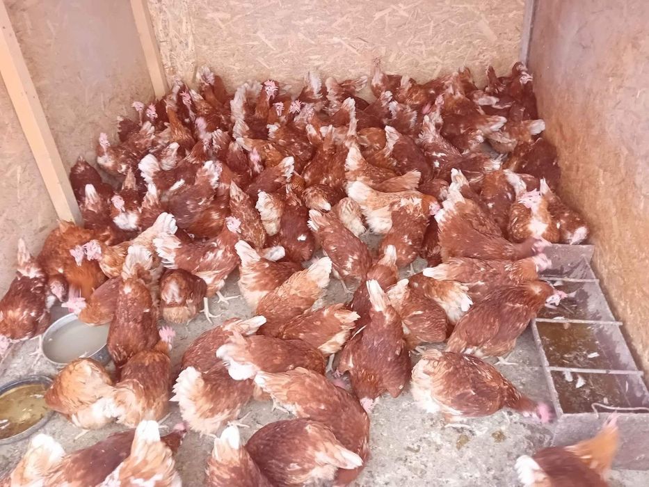 Vindem găini outoare