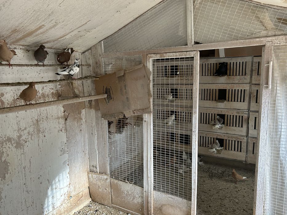 Продам две голубятни