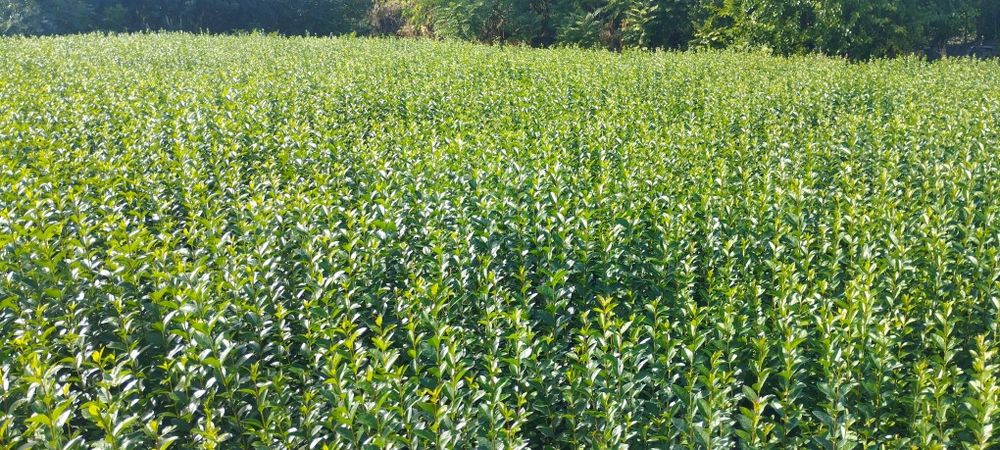 Лигуструм - Овалифолиум