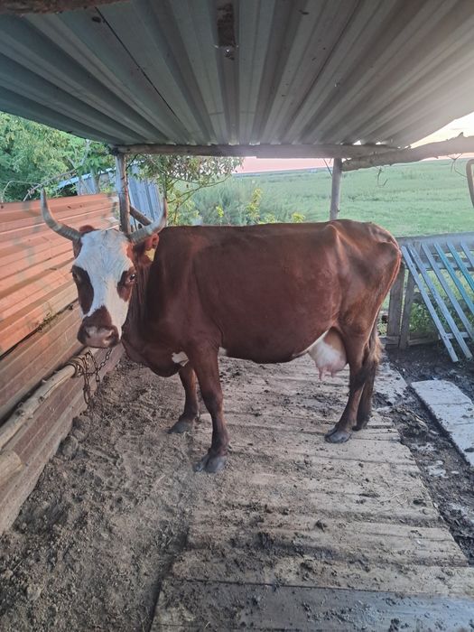 Продам Дойную корову