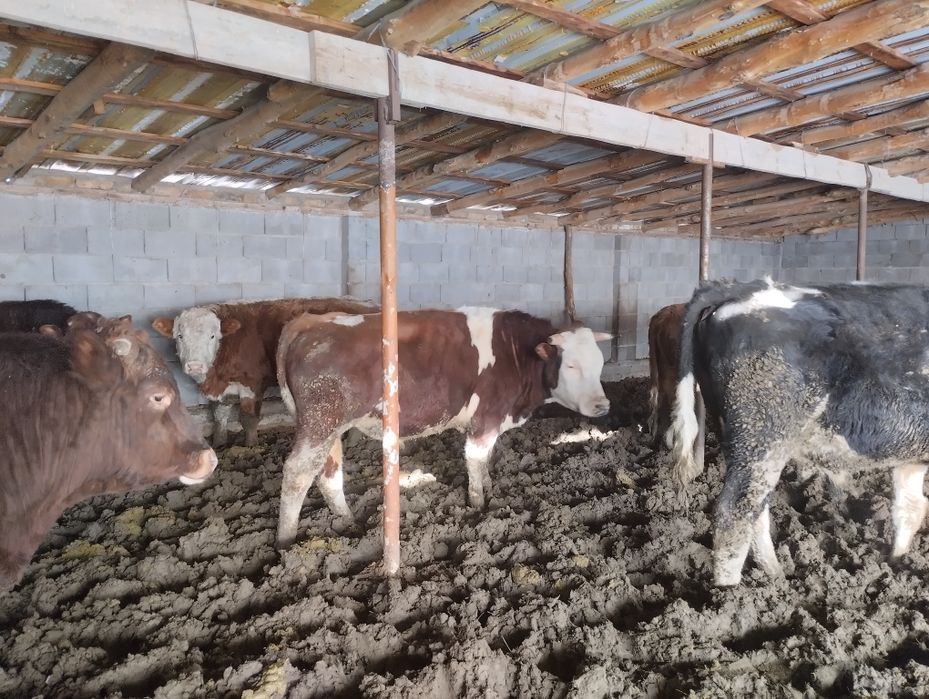 Продаю 9 быков оптом