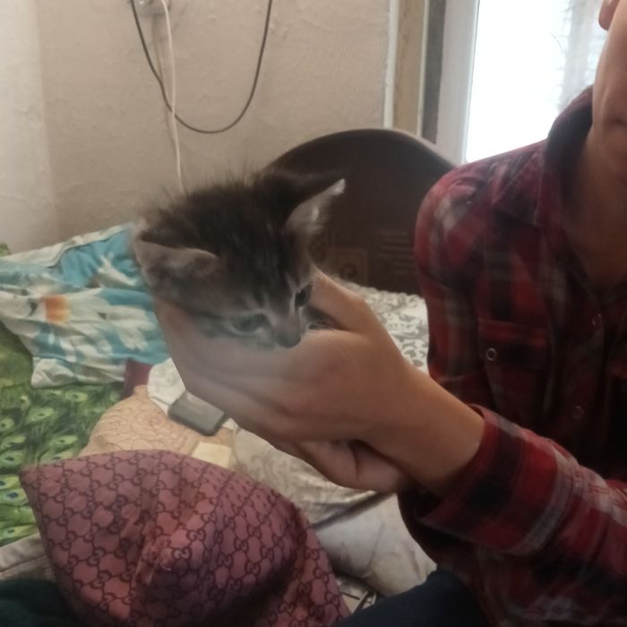 Кота в хорошии руки