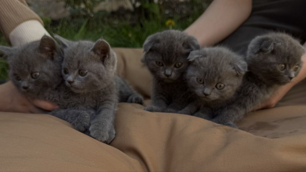 Продаются котята 2мес.