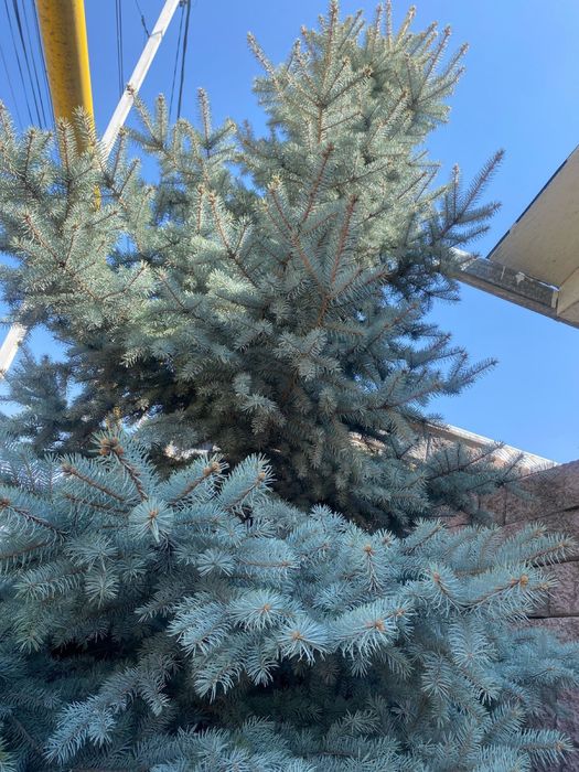 Голубая ёлка пушистый