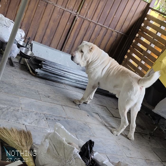 Алабай ищем девочку для вязки