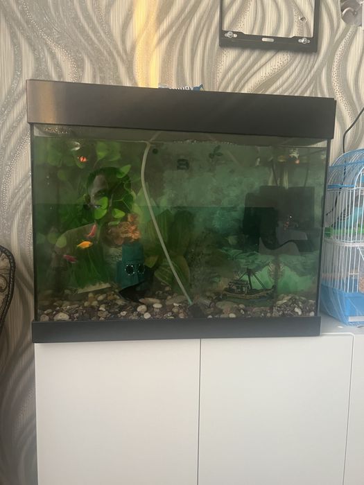 Животные продаюю