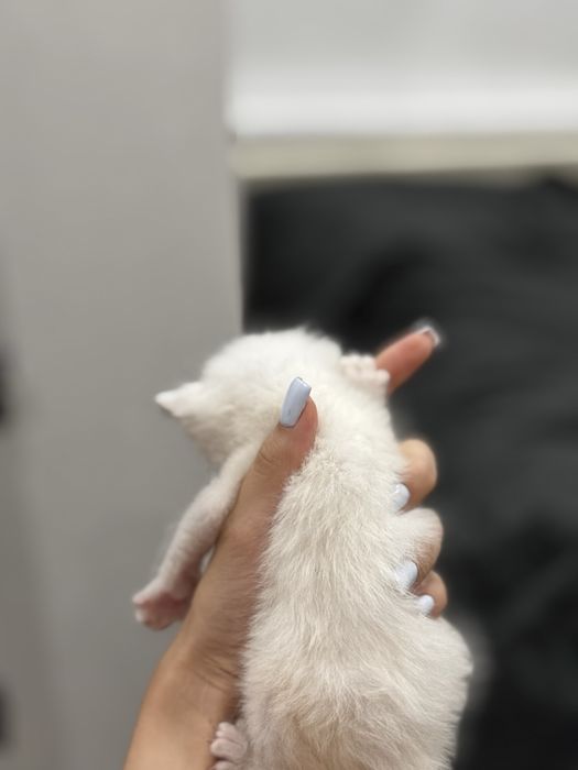Котята ищут семью