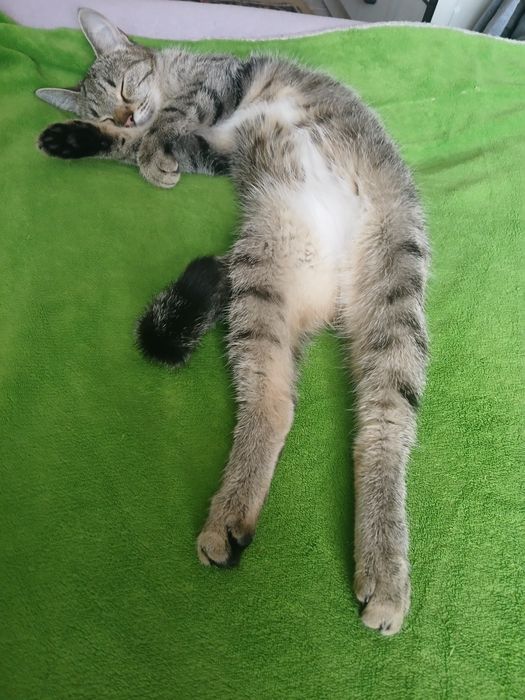 Отдам двух кошек