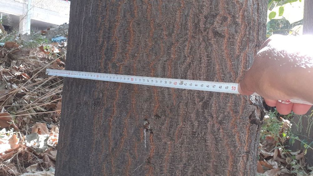 Павлоня дарахти 5 йашар буйи 15 метр  эни йарим метр айланаси  150 180