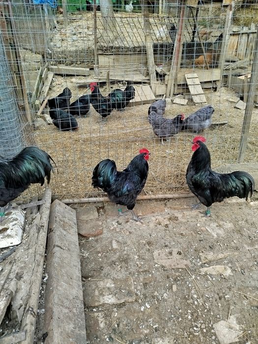 Oferta găini australorp