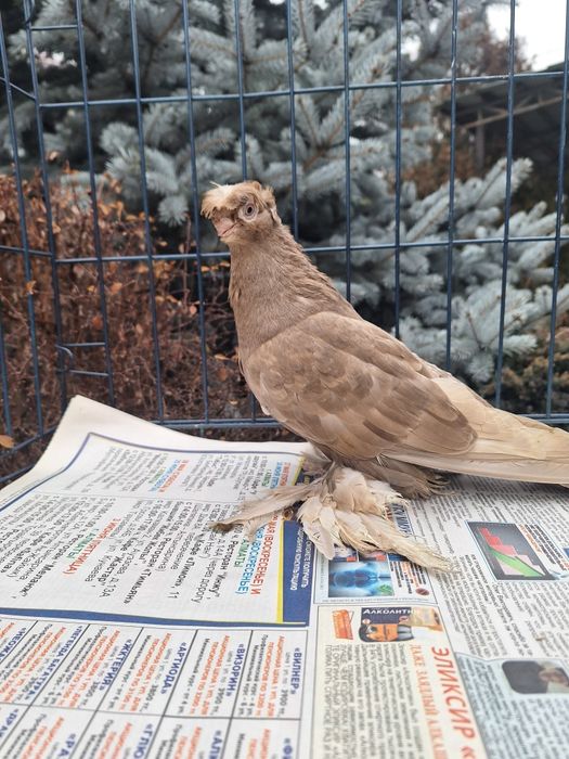 Продам голубку майлевую