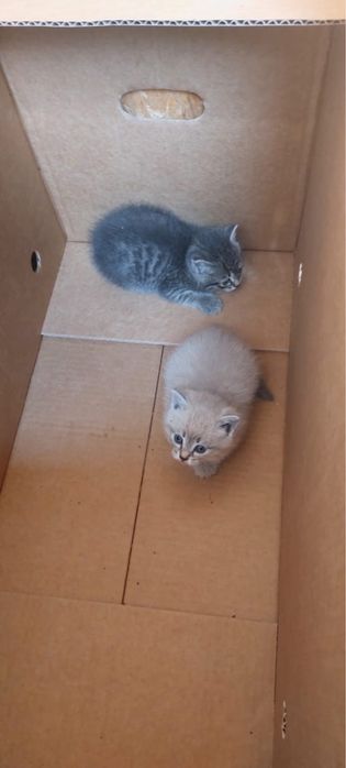 Отдам котенка в добрые руки бесплатно