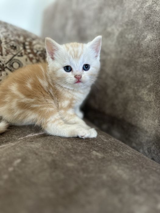 Продам породистых котят