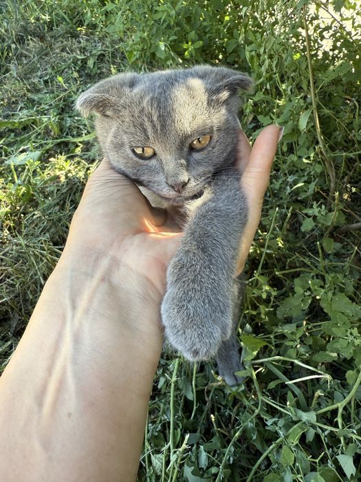 Котята ищут  дом