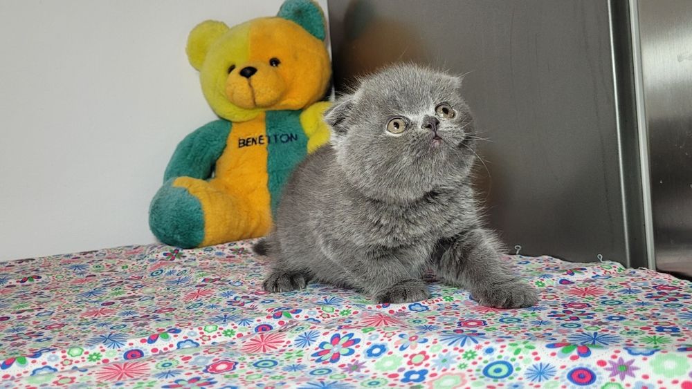 Scottish  fold  blue ursuleț.