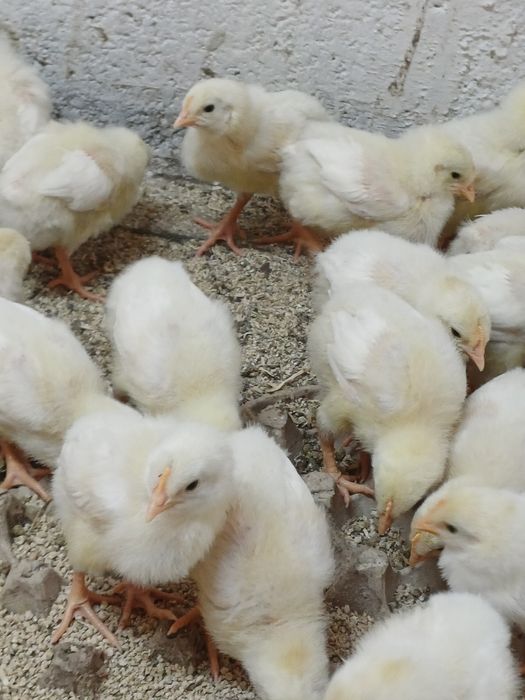 Цыплята броилер 10 днеи