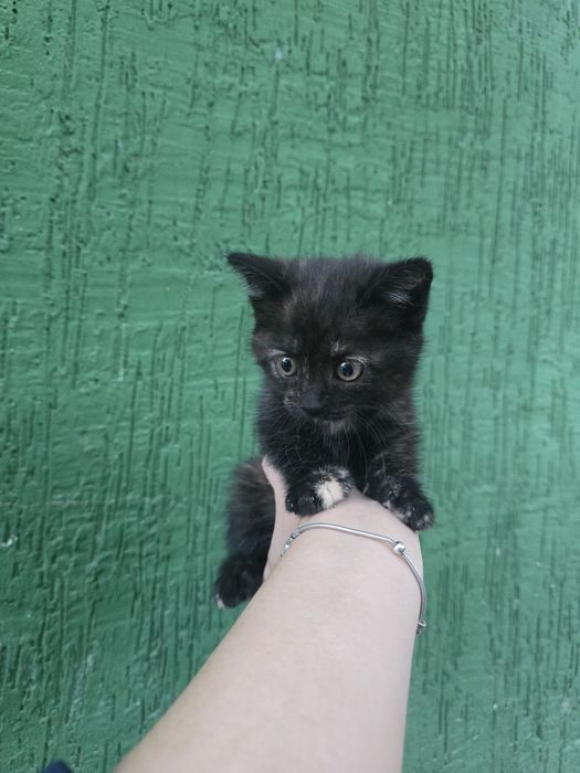 Котенок в добрые руки
