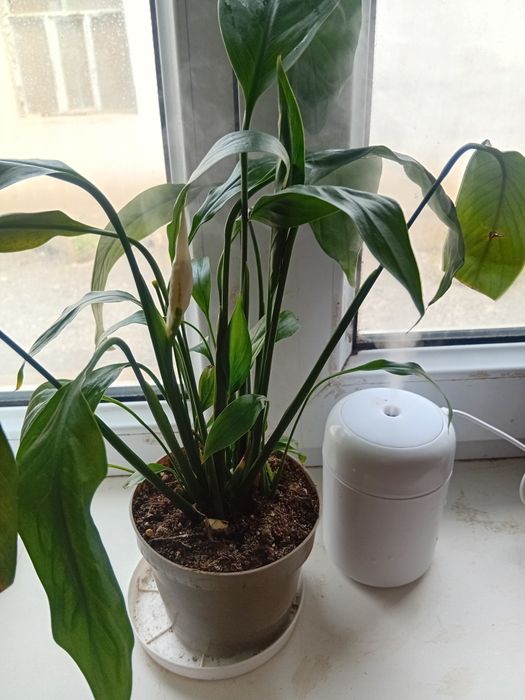 Бөлме    гүлдері