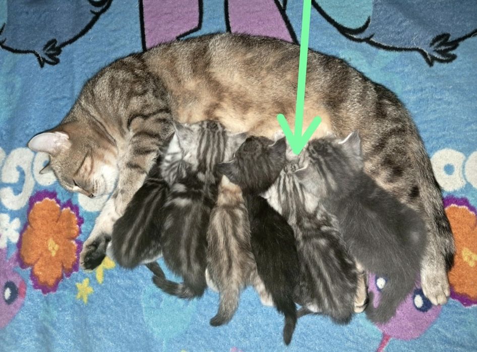 Котёнок. Девочка. Фолд