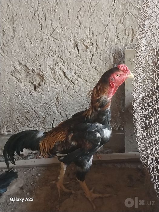 Dakan Horoz sotilad 1yoshli парода золотская
