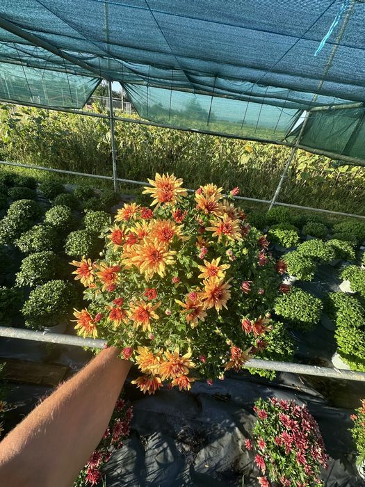 Flori Crizanteme