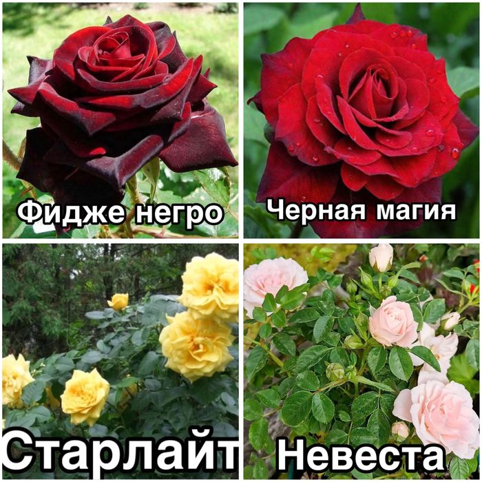 Роза, Виноград Саженцы