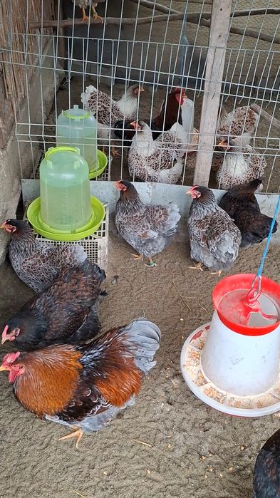 Puii de rasă. Rhode Island, Wandotte auriu albastru.