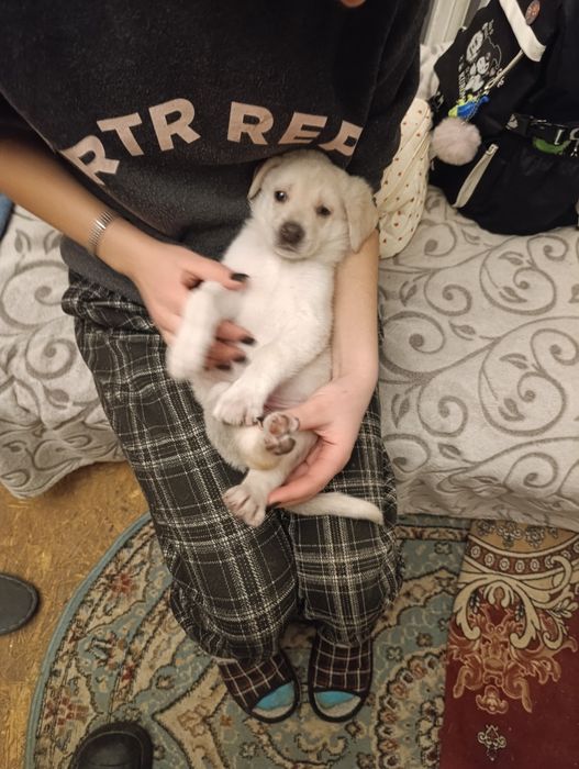 Ищем семью для щенка