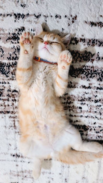 Vyaska bepul, padarkagamas ko'paytirishga