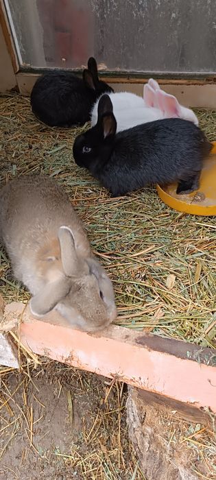 Продам крольчат 1 месец